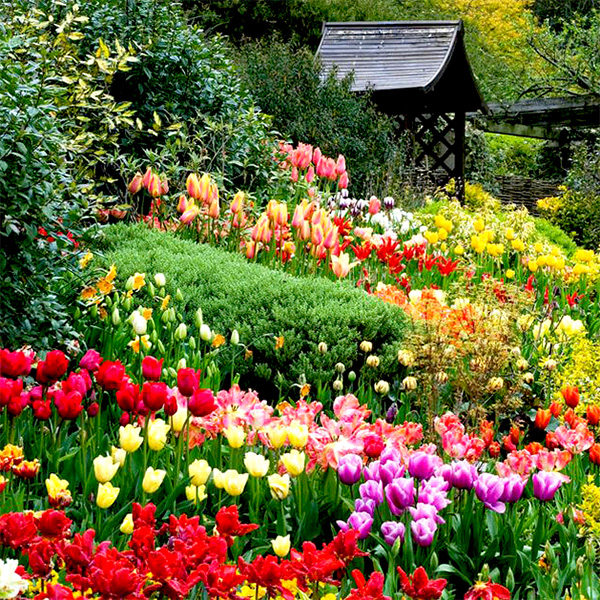 Dalat flower garden