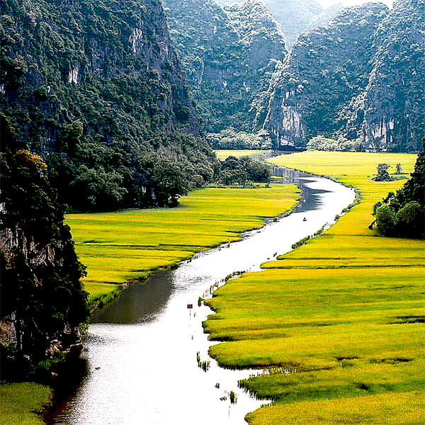 Rice field to Tam Coc, Ninh Binh
