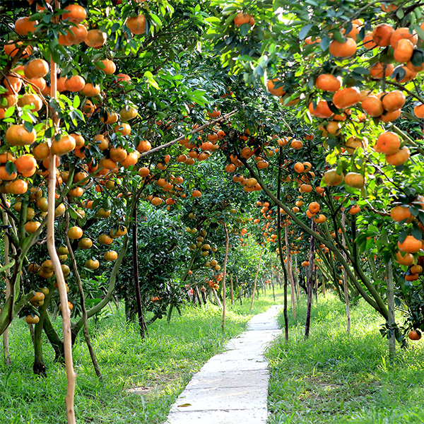 Orchards of tropical fruits in Mekong delta